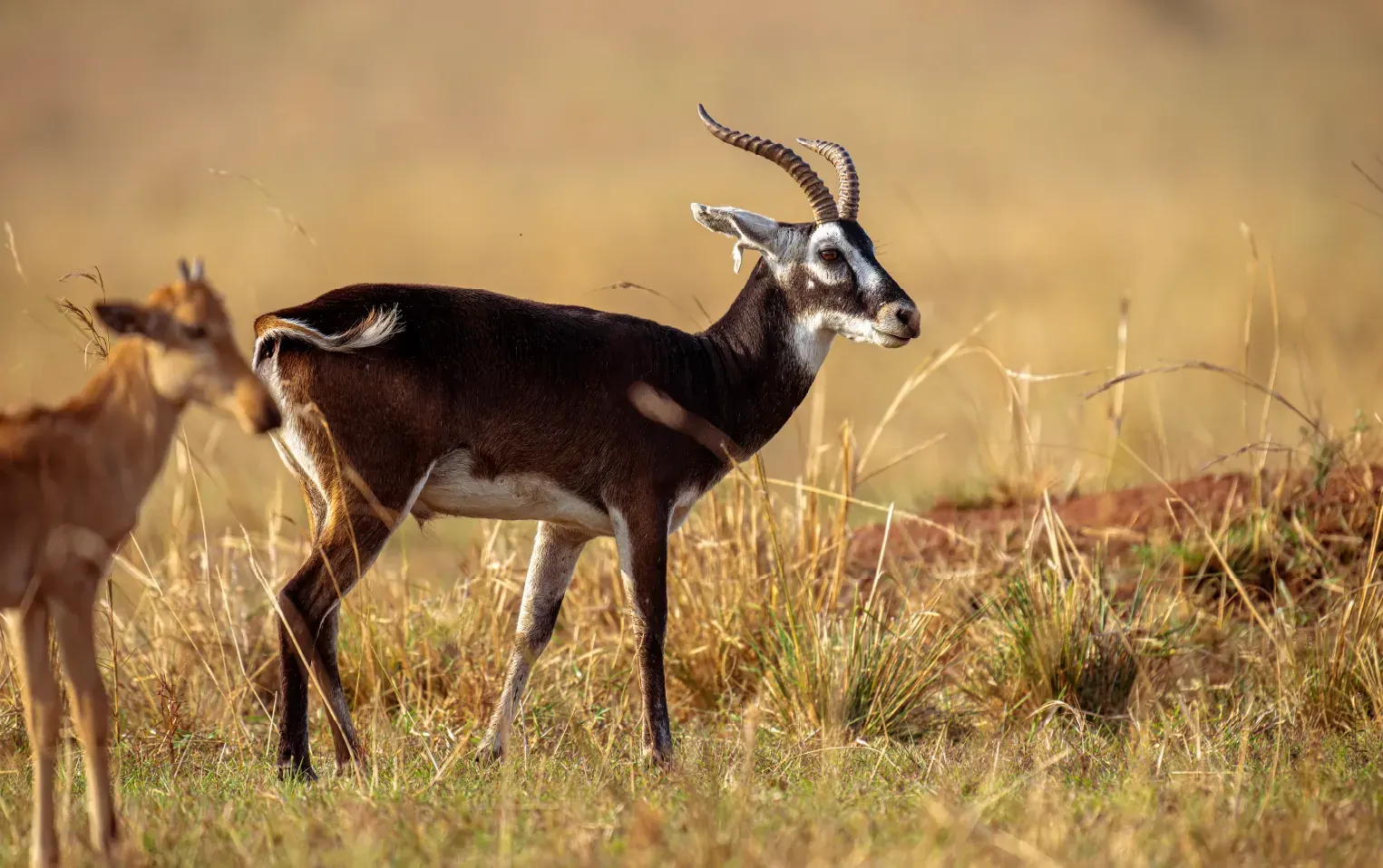 Uganda kob standing in open grassland in Queen Elizabeth National Park