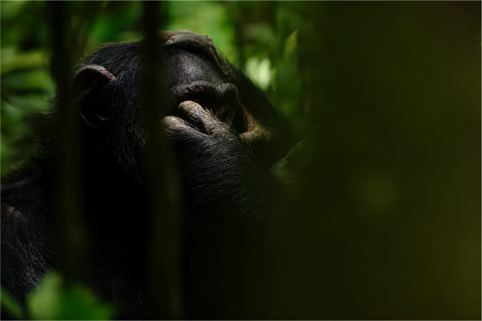 A chimpanzee half-hidden in shadow and foliage in Kibale Forest